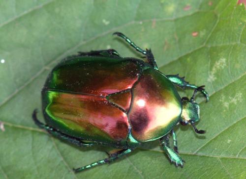 Réf. 251 352 : Cetonischema speciosissima